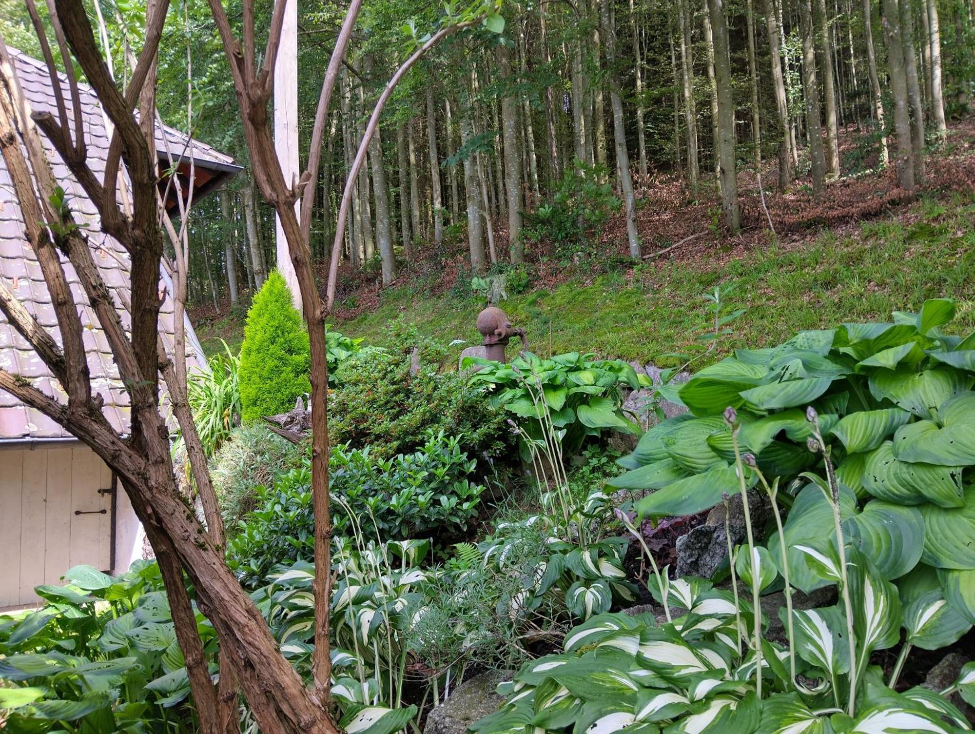 Haus "Guck - Ins - Tal" Lägenhet Sasbachwalden Exteriör bild