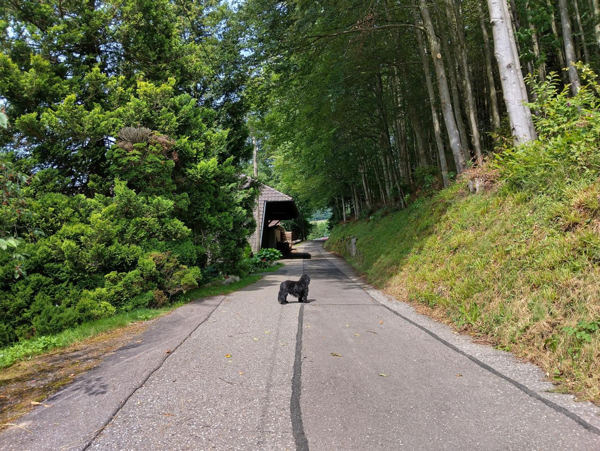 Haus "Guck - Ins - Tal" Lägenhet Sasbachwalden Exteriör bild
