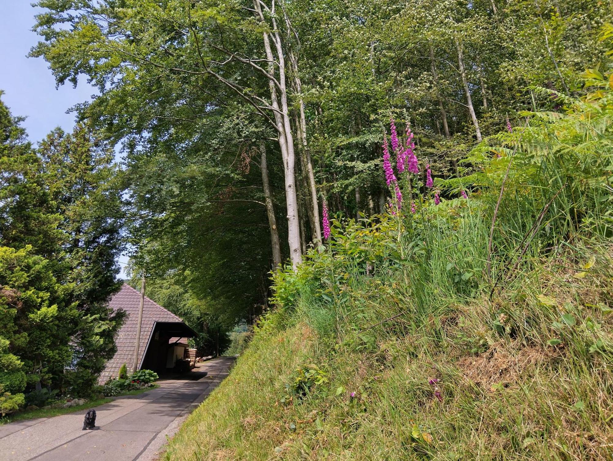 Haus "Guck - Ins - Tal" Lägenhet Sasbachwalden Exteriör bild