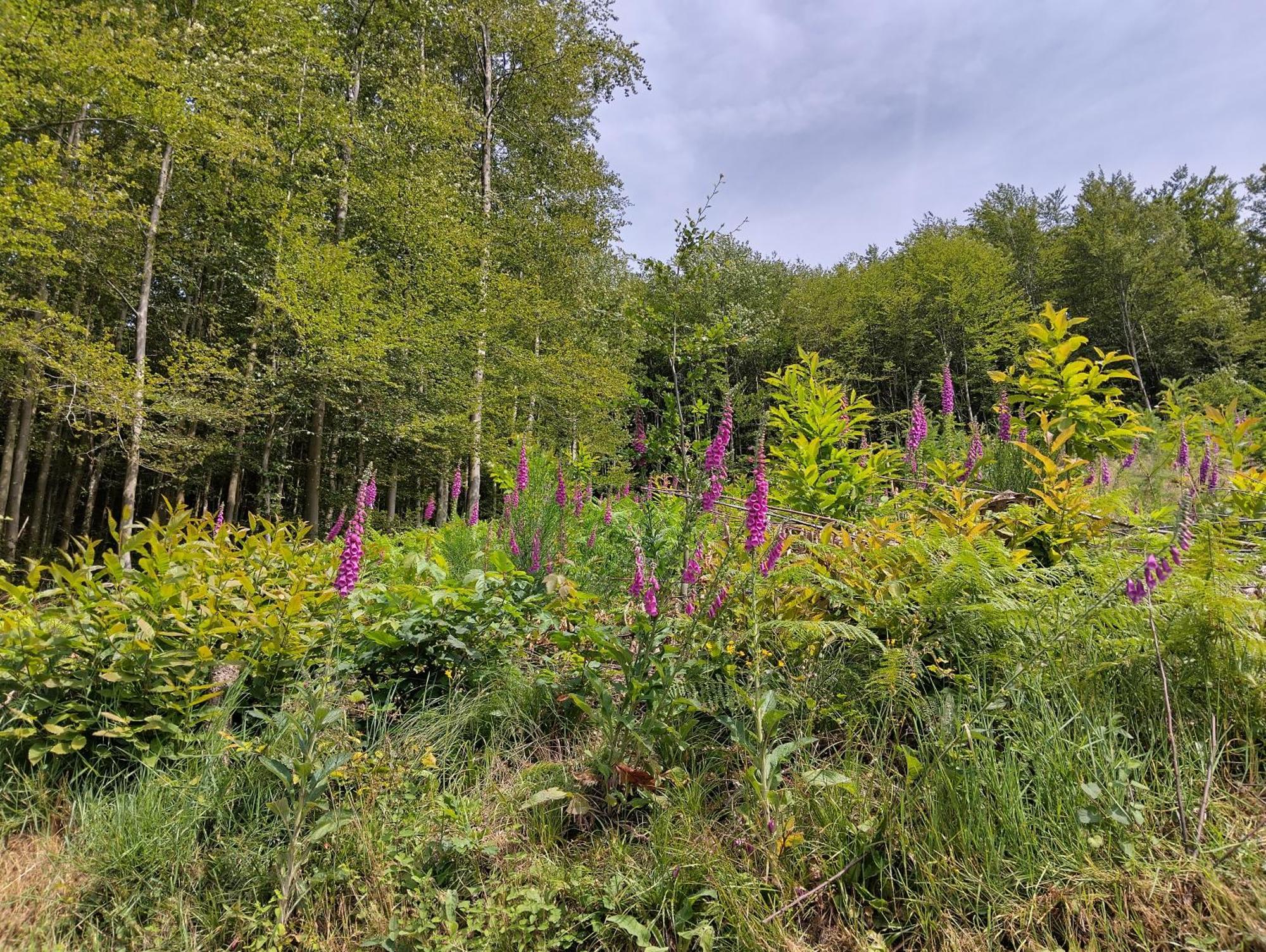 Haus "Guck - Ins - Tal" Lägenhet Sasbachwalden Exteriör bild